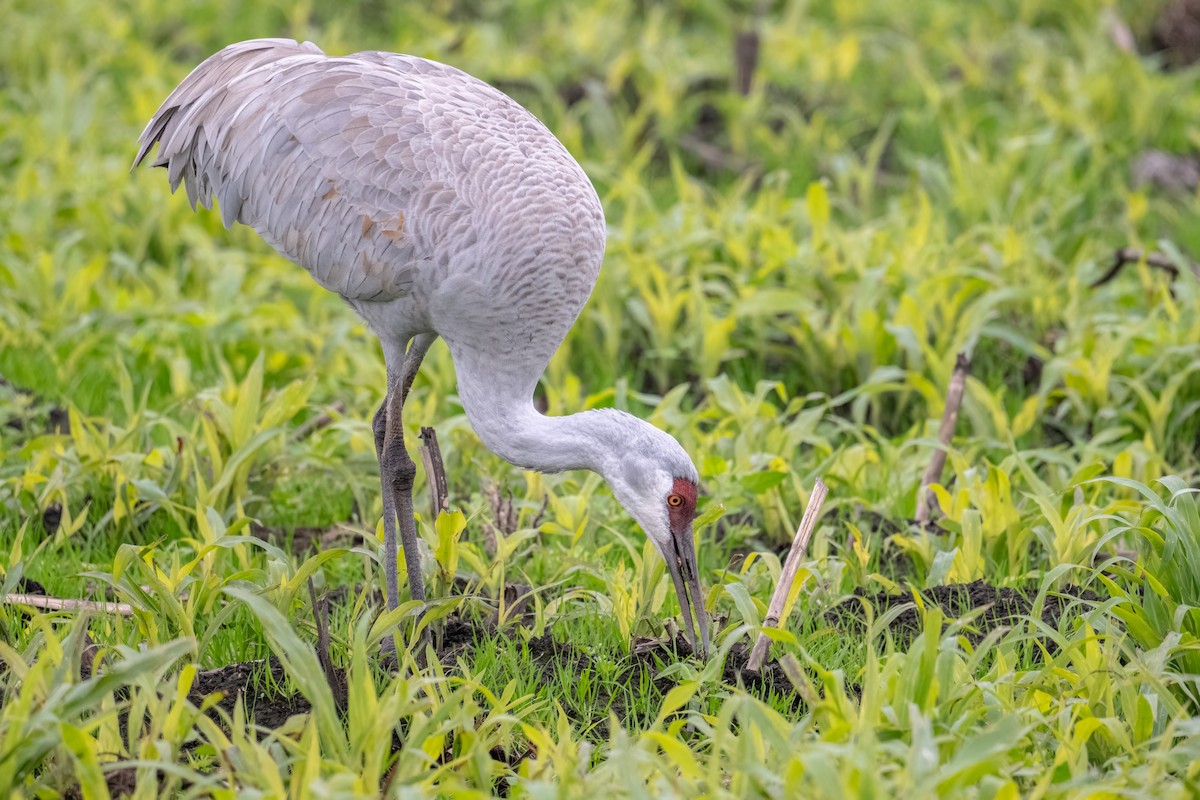 Sandhill Crane - ML646149111