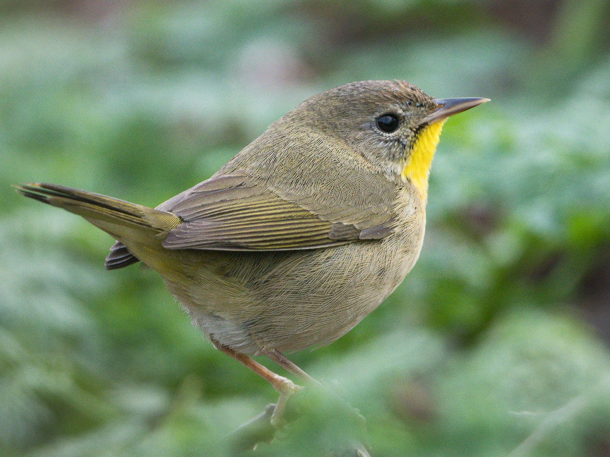 Common Yellowthroat - ML646149123