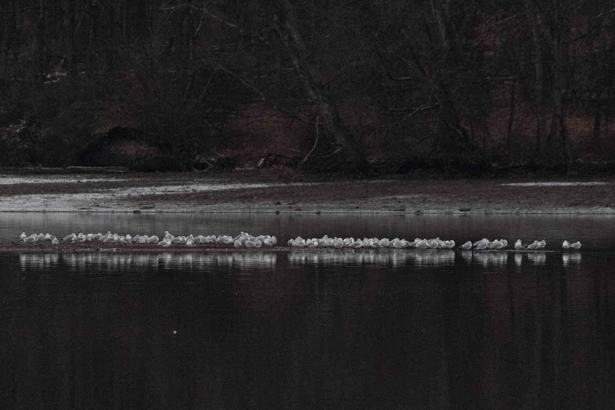 Ring-billed Gull - ML646149126