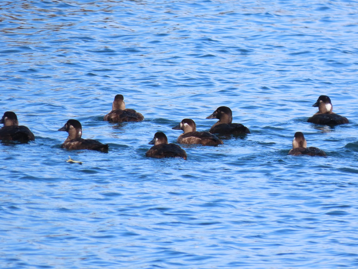 Surf Scoter - ML646149135