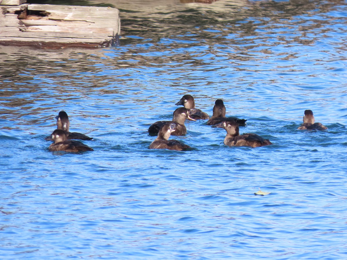 Surf Scoter - ML646149136