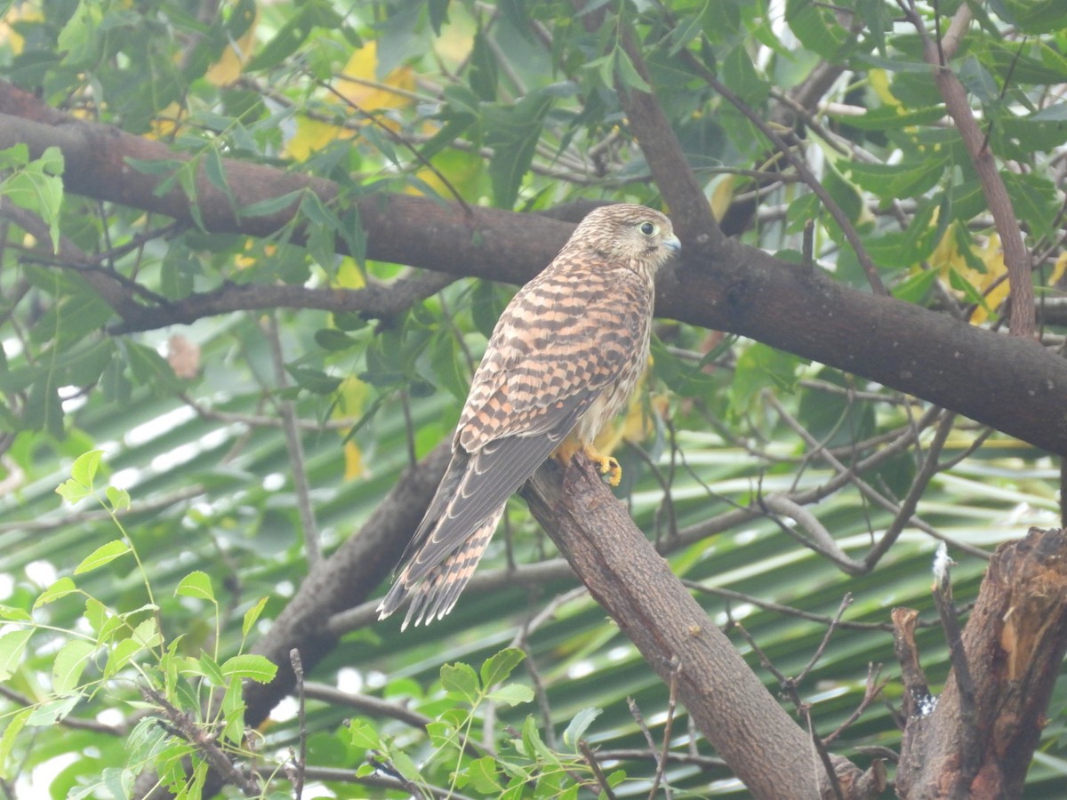 Eurasian Kestrel - ML646149140