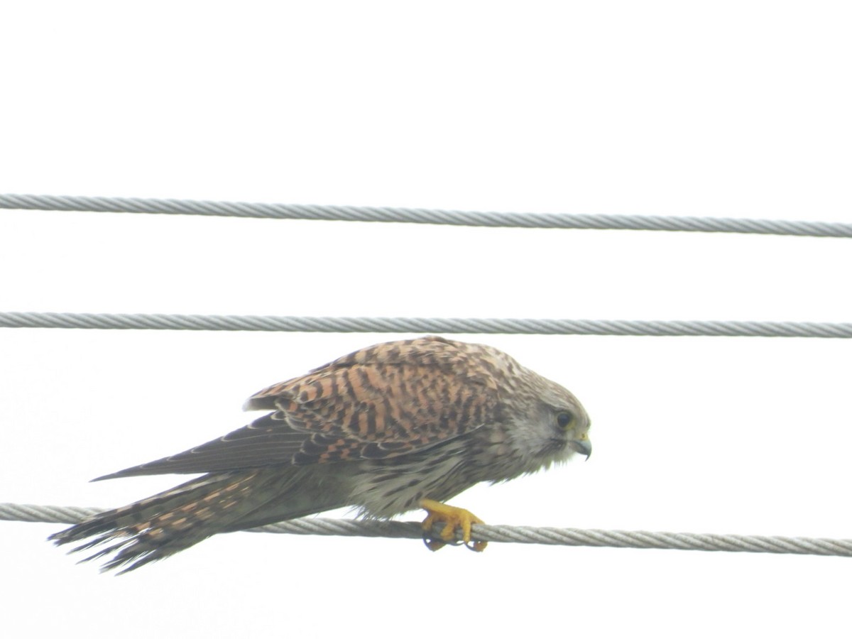 Eurasian Kestrel - ML646149141