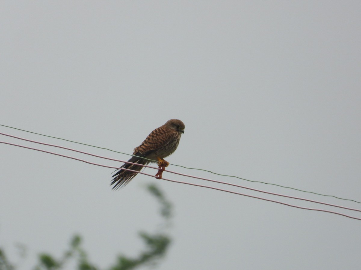 Eurasian Kestrel - ML646149142