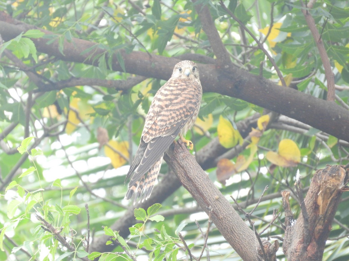 Eurasian Kestrel - ML646149143