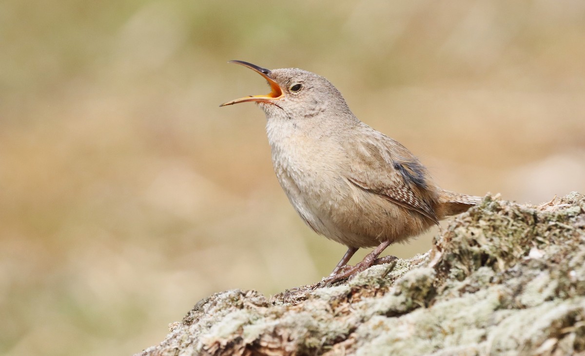 Falklandzaunkönig - ML646149146