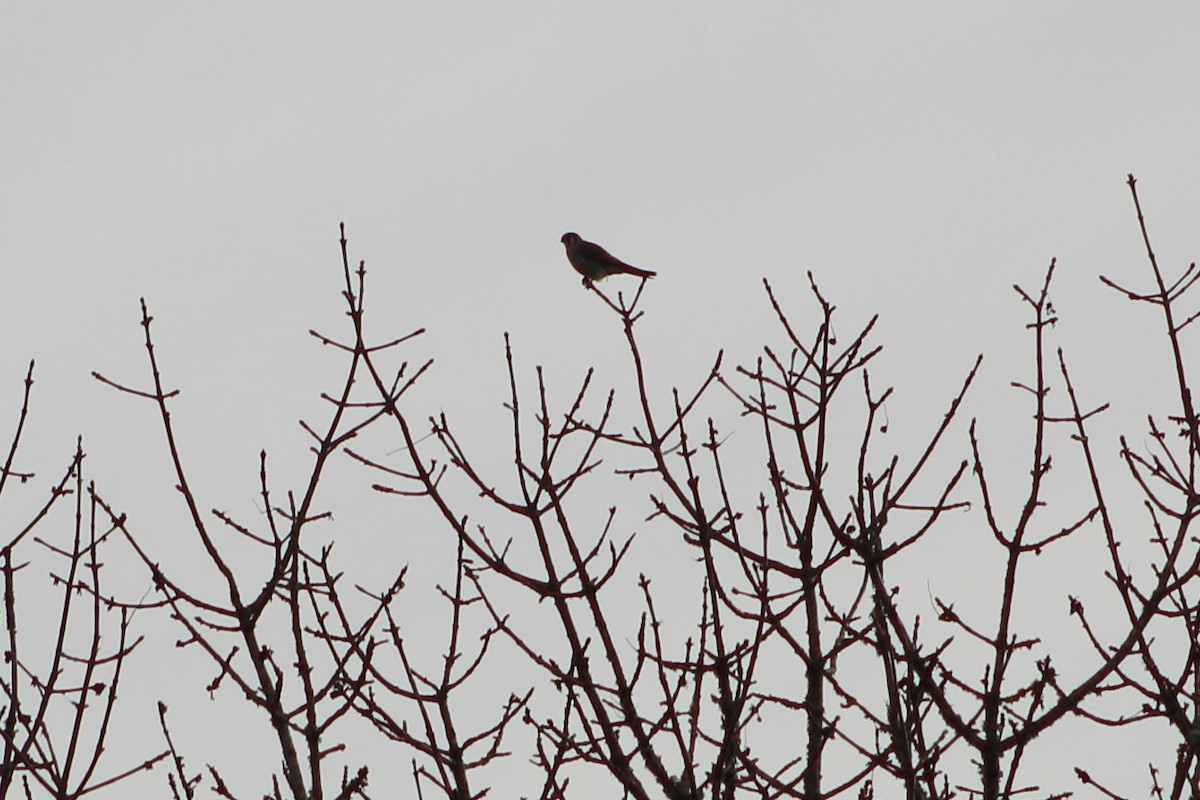 American Kestrel - ML646149147