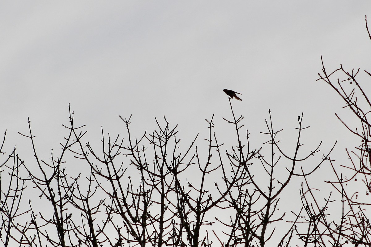 American Kestrel - ML646149149