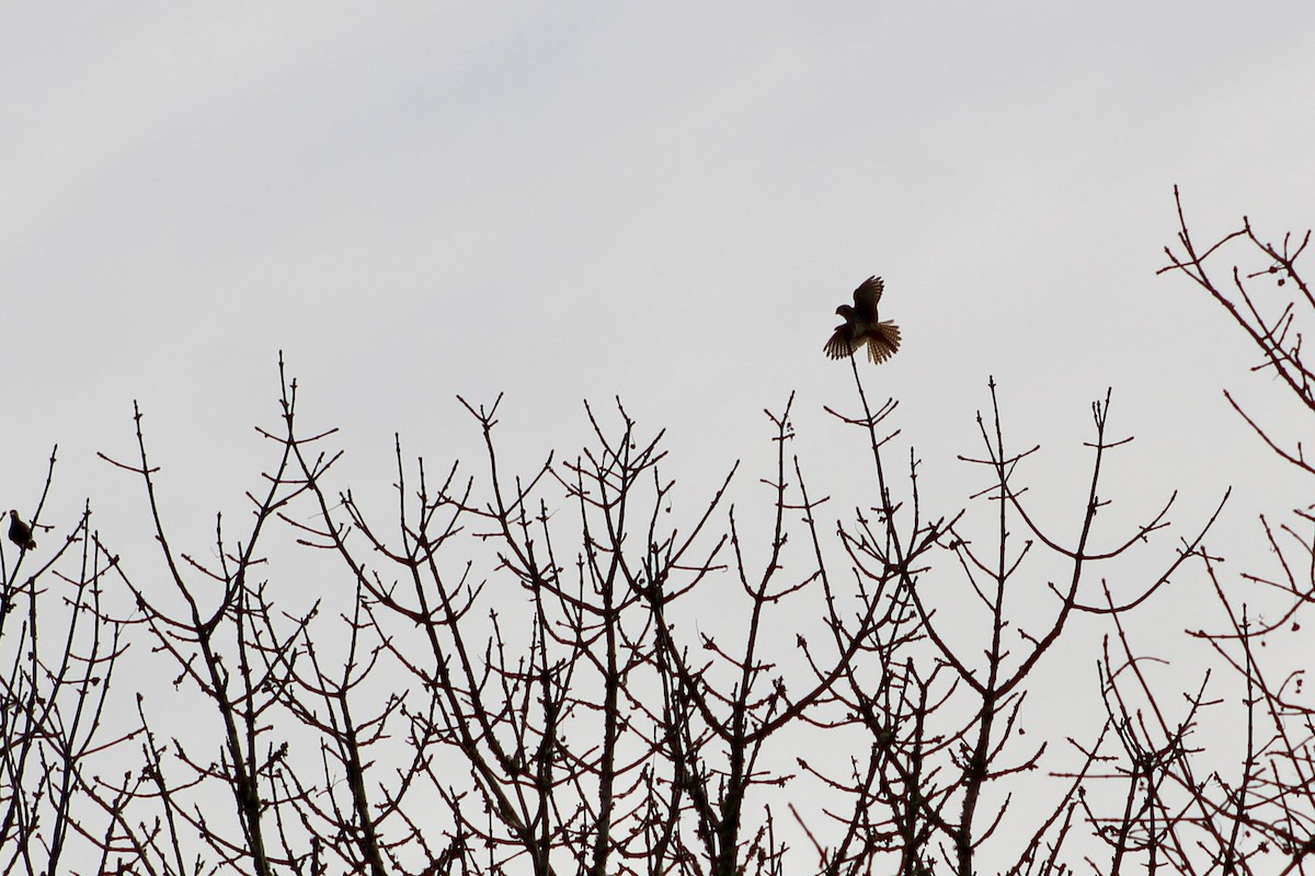 American Kestrel - ML646149150