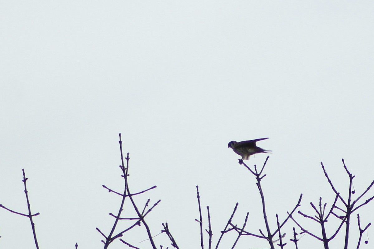American Kestrel - ML646149153