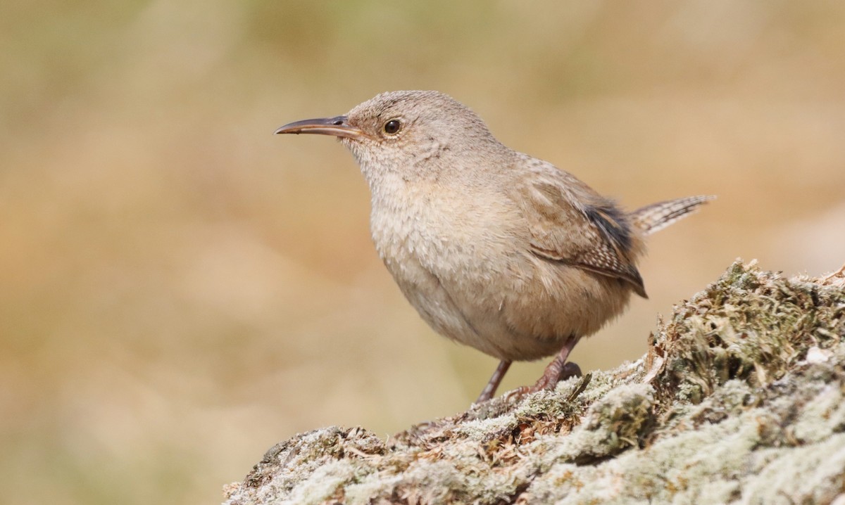 Falklandzaunkönig - ML646149161