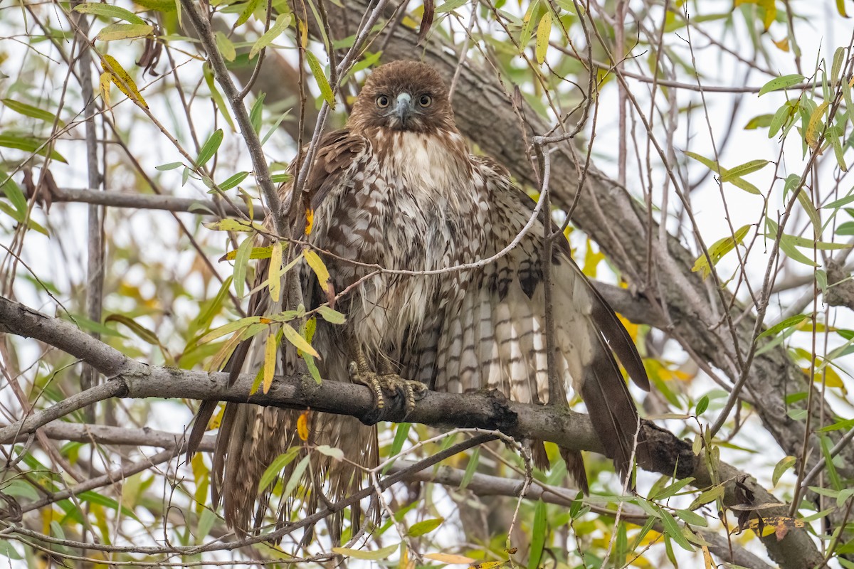 Red-tailed Hawk - ML646149162