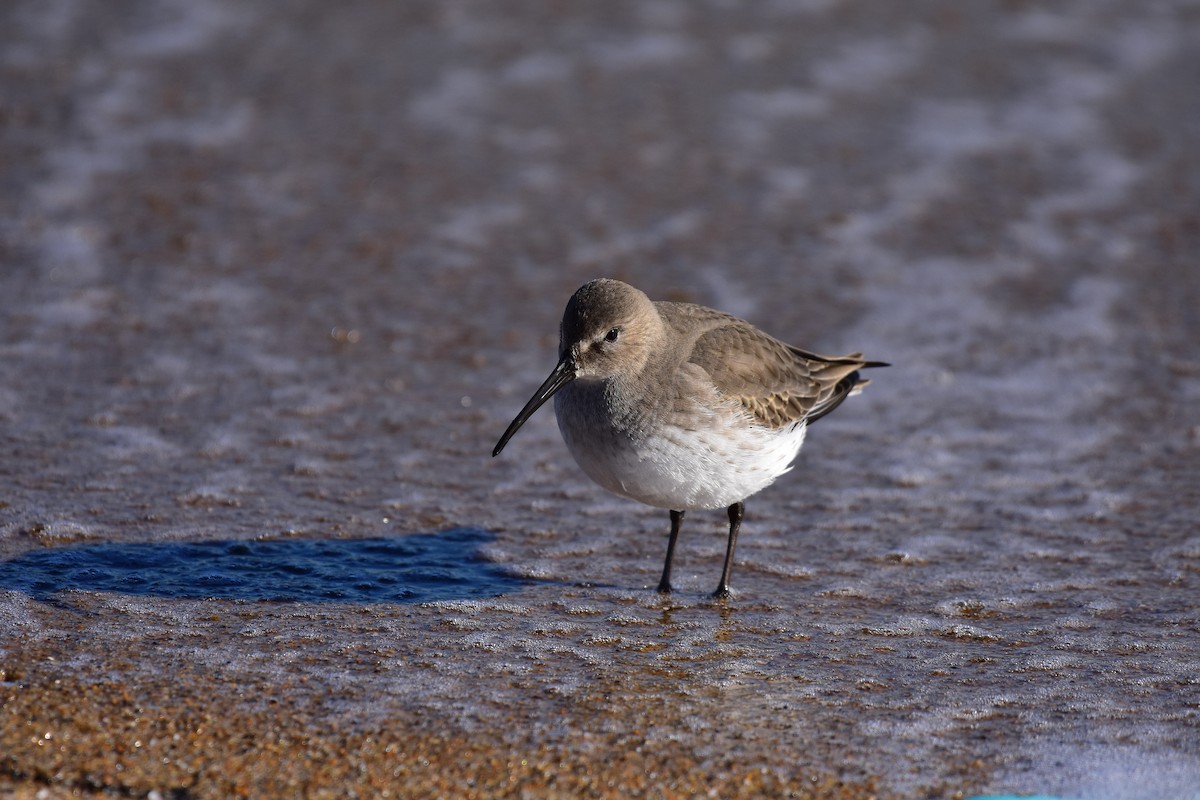 Dunlin - ML646149163