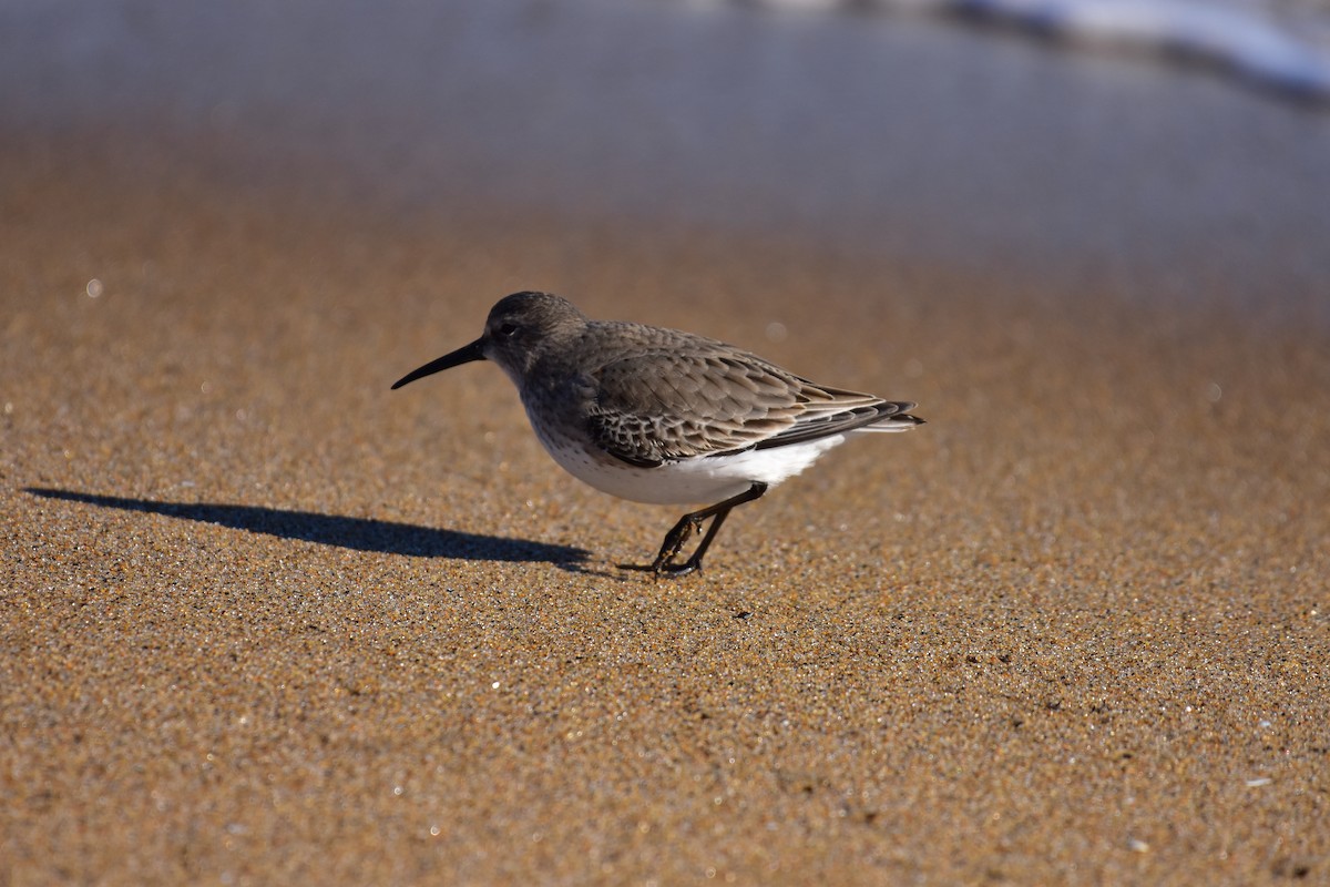 Dunlin - ML646149164