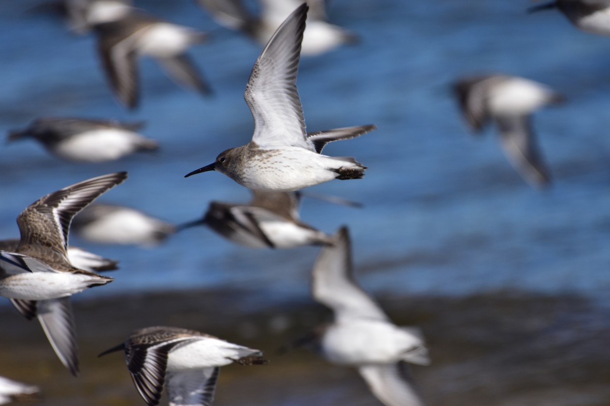 Dunlin - ML646149165