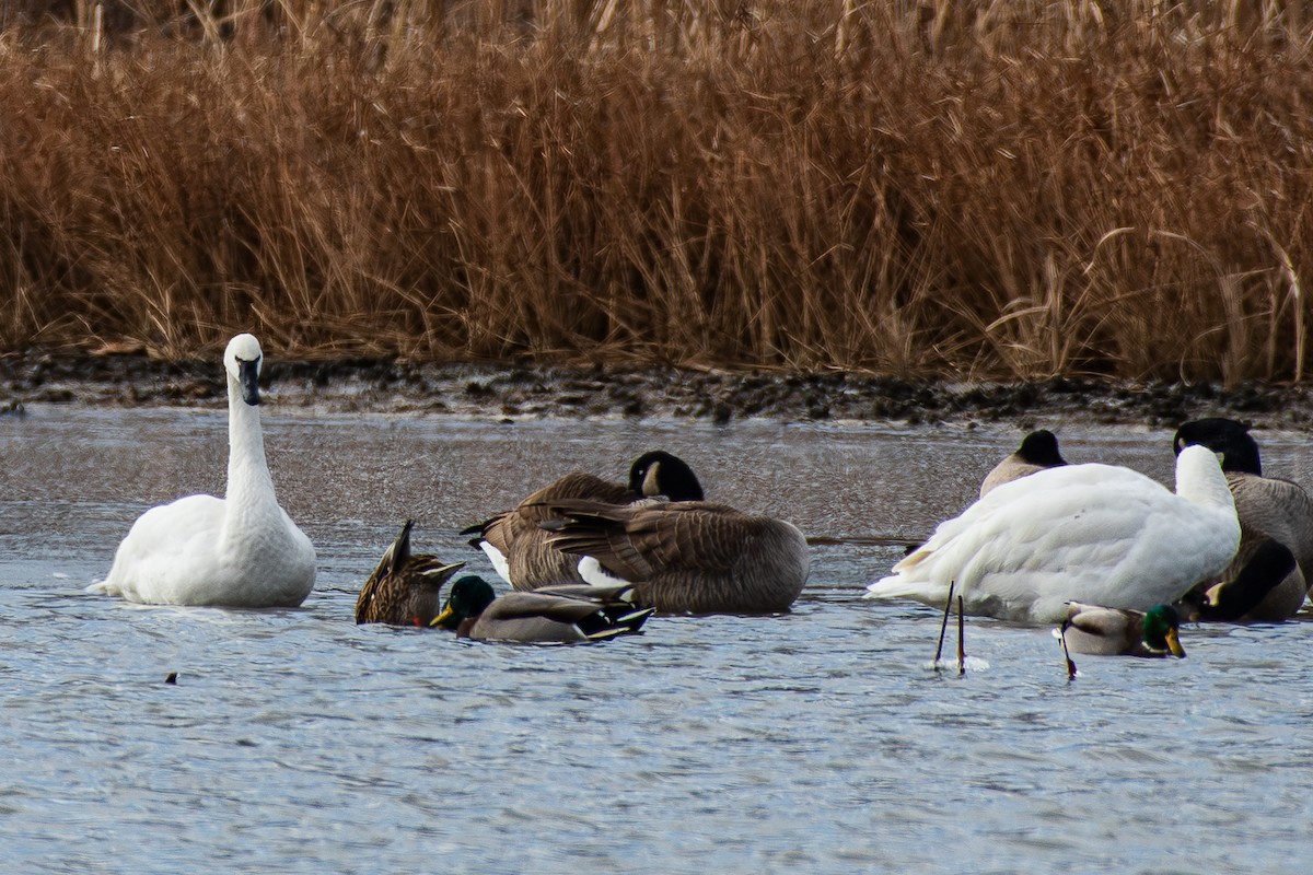 Zwergschwan - ML646149183