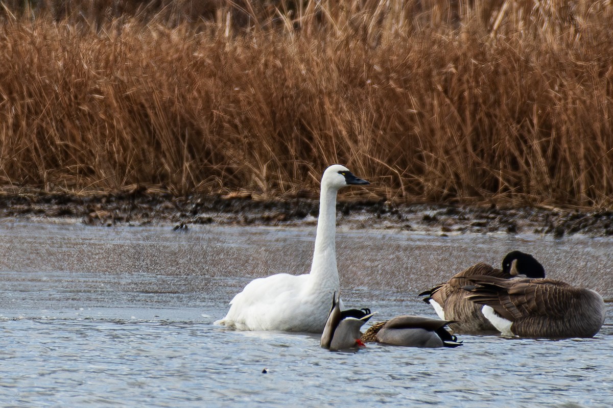 Zwergschwan - ML646149184