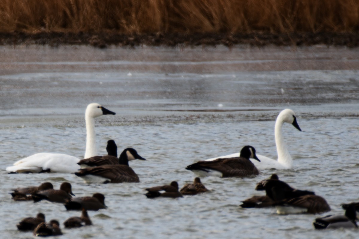 Zwergschwan - ML646149185