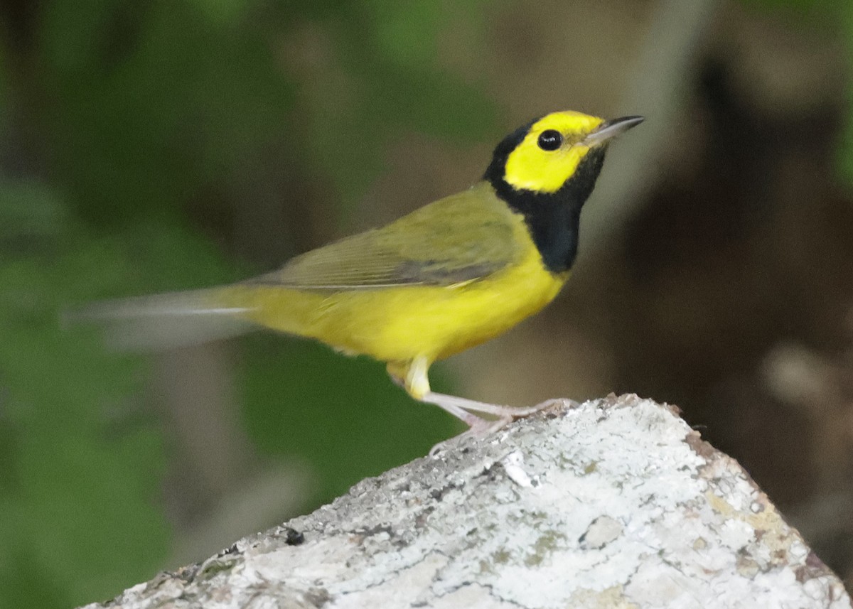 lesňáček kápový - ML646149187