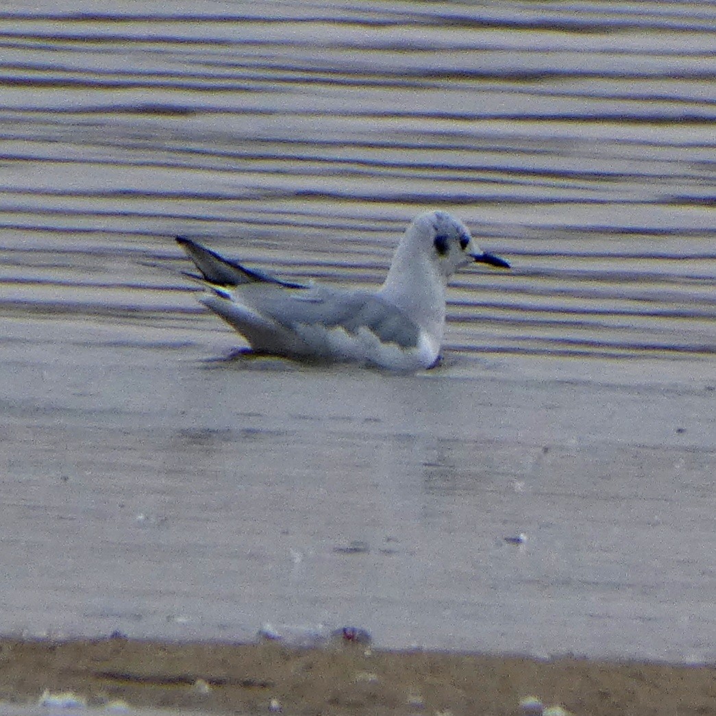 Bonaparte's Gull - ML646149192