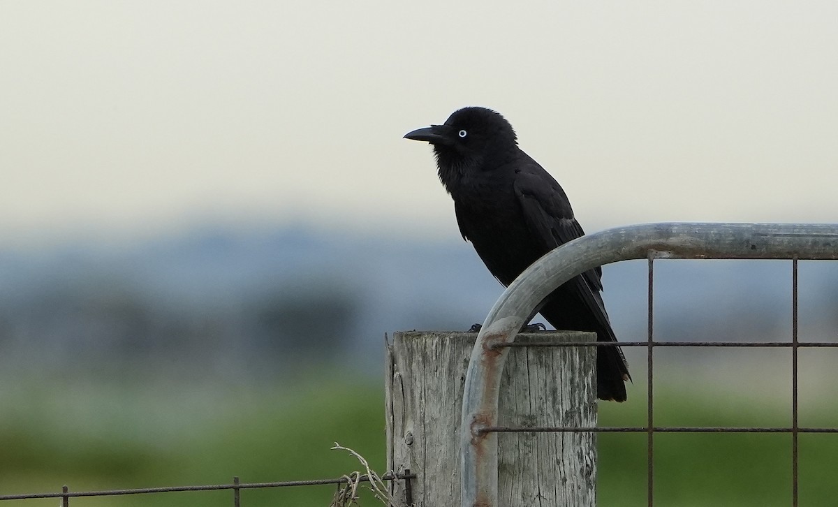 Little Raven - ML646149198