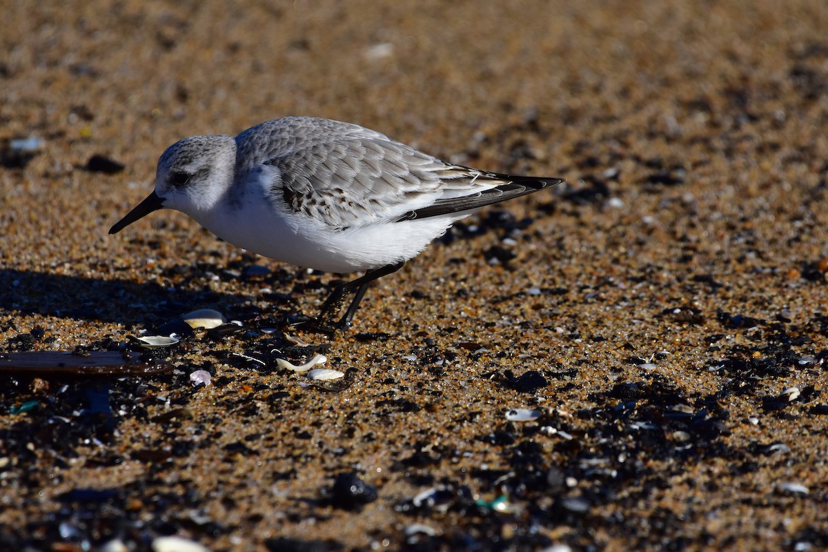 Sanderling - ML646149199