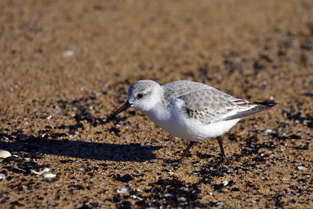 Sanderling - ML646149200