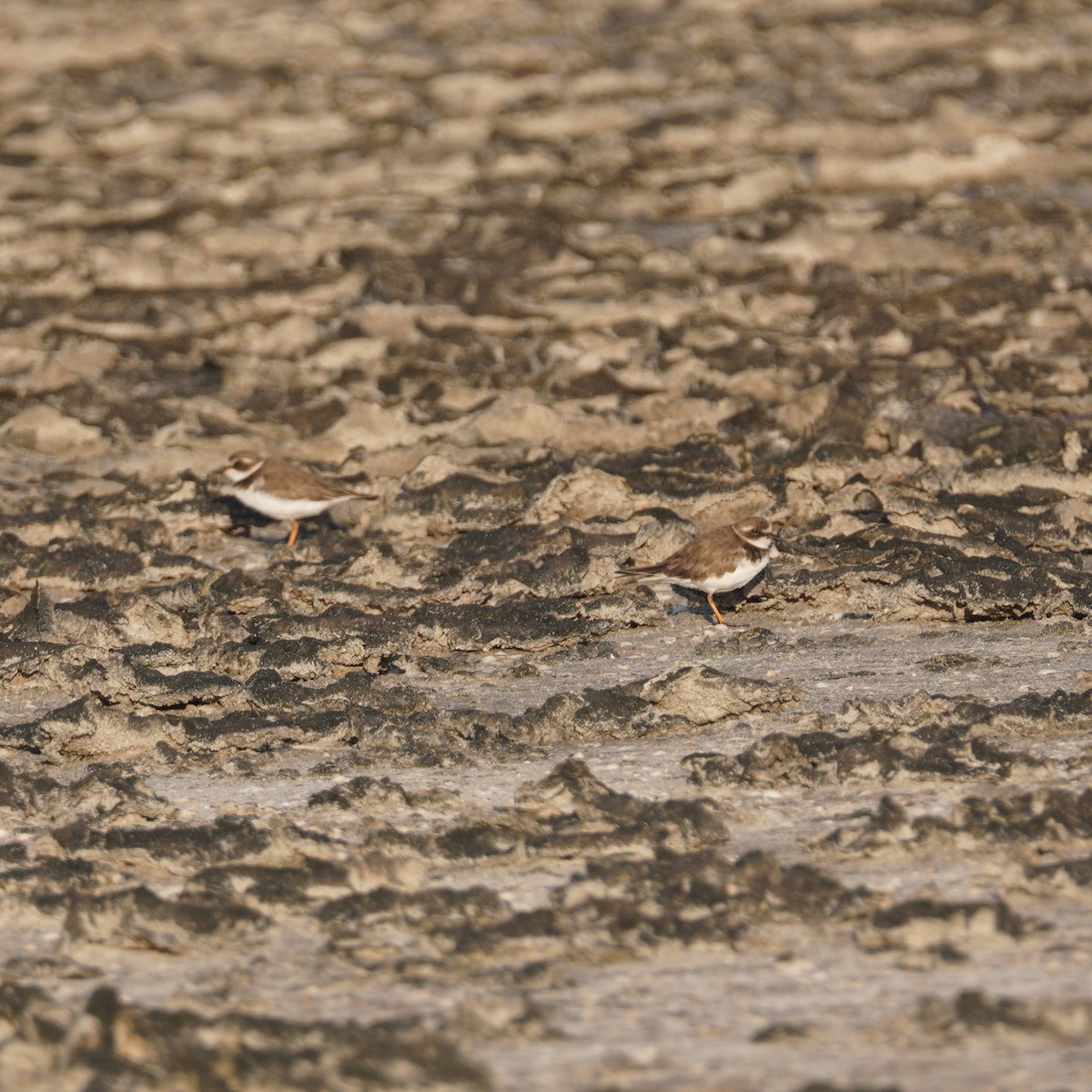 Semipalmated Plover - ML646149204