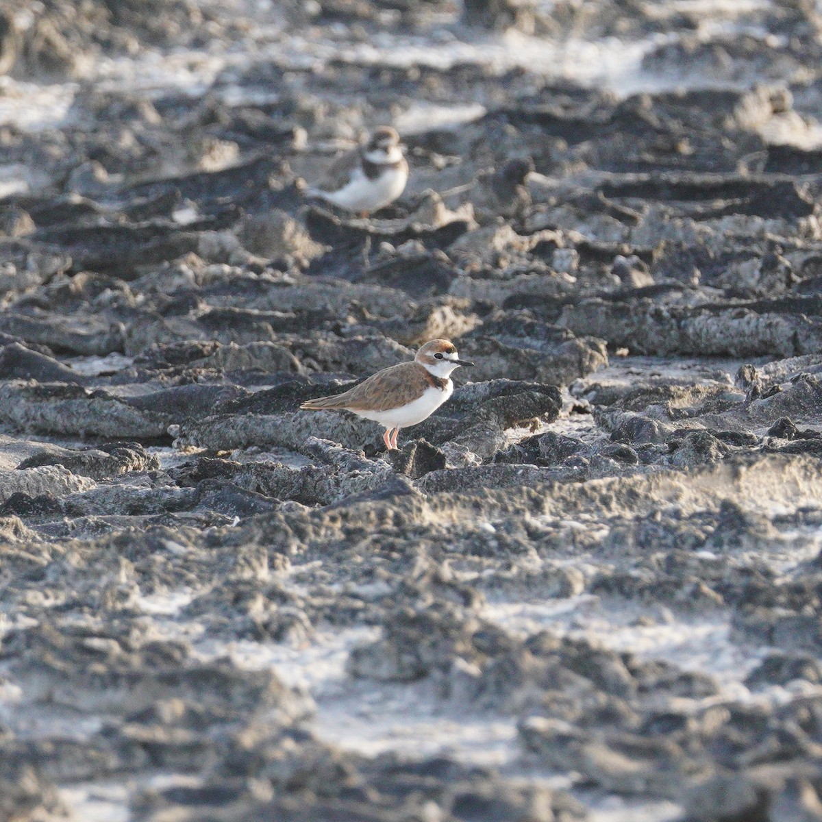 Collared Plover - ML646149205