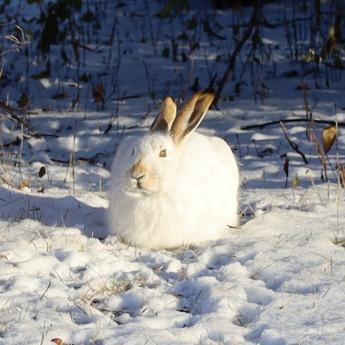White-tailed Jackrabbit - ML646149207