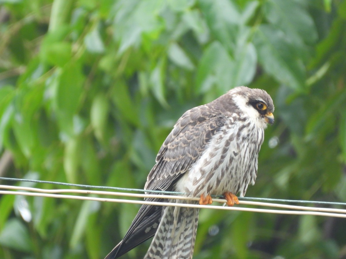 Amur Falcon - ML646149216