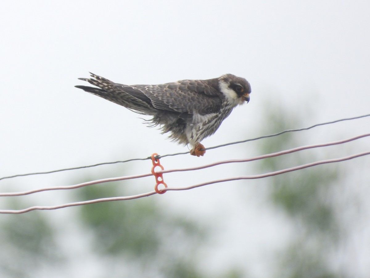 Amur Falcon - ML646149217