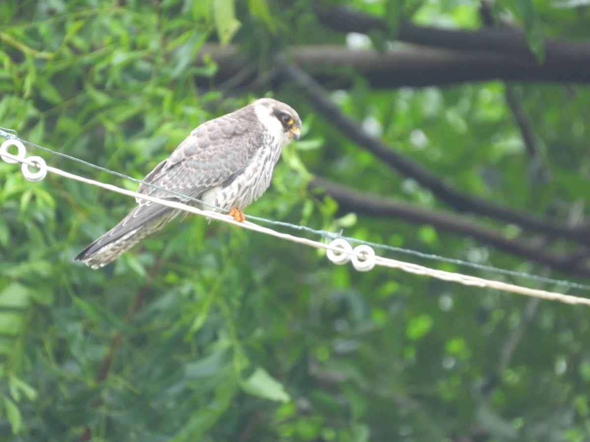 Amur Falcon - ML646149218