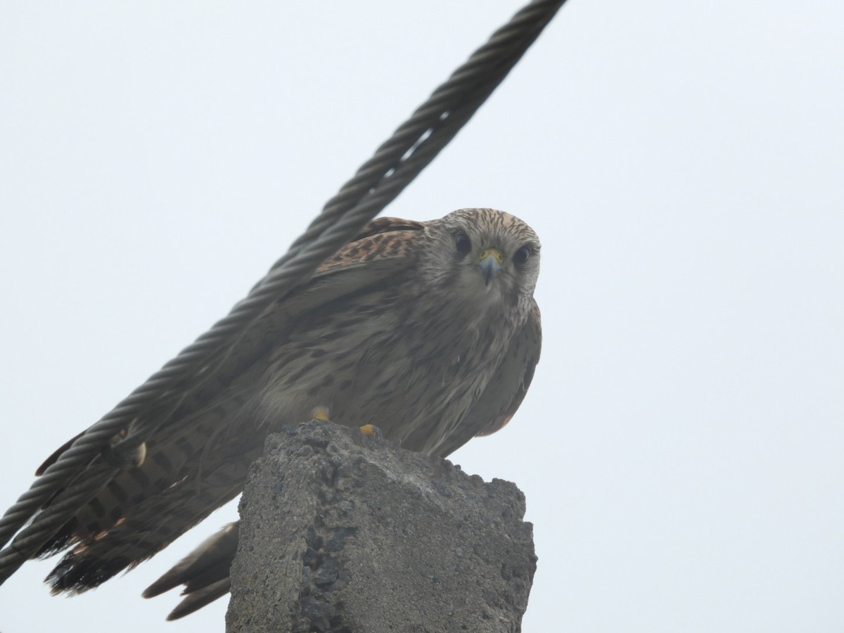 Eurasian Kestrel - ML646149219