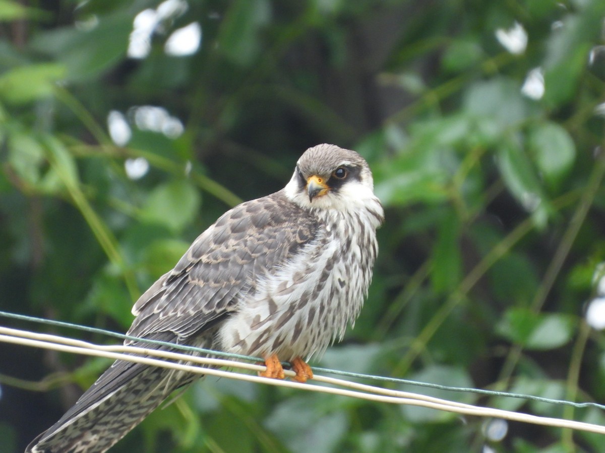 Amur Falcon - ML646149220