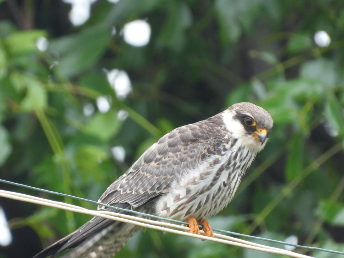 Amur Falcon - ML646149221