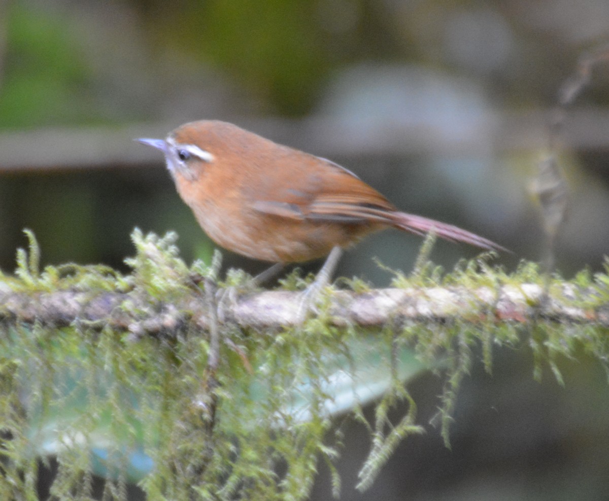 White-browed Spinetail - ML646149225
