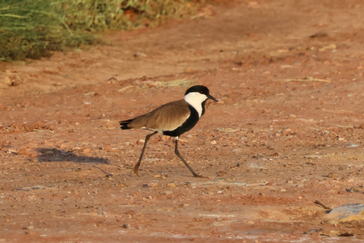 Vanneau à éperons - ML646149226