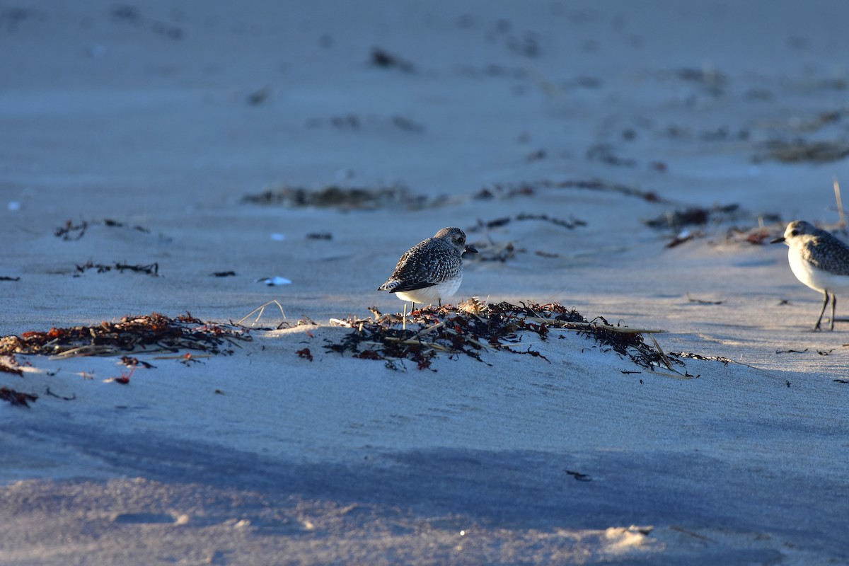 Black-bellied Plover - ML646149227