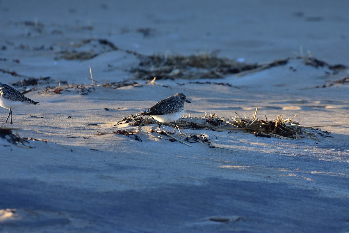 Black-bellied Plover - ML646149228