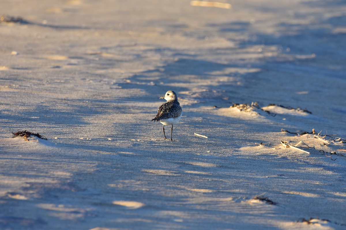 Black-bellied Plover - ML646149229