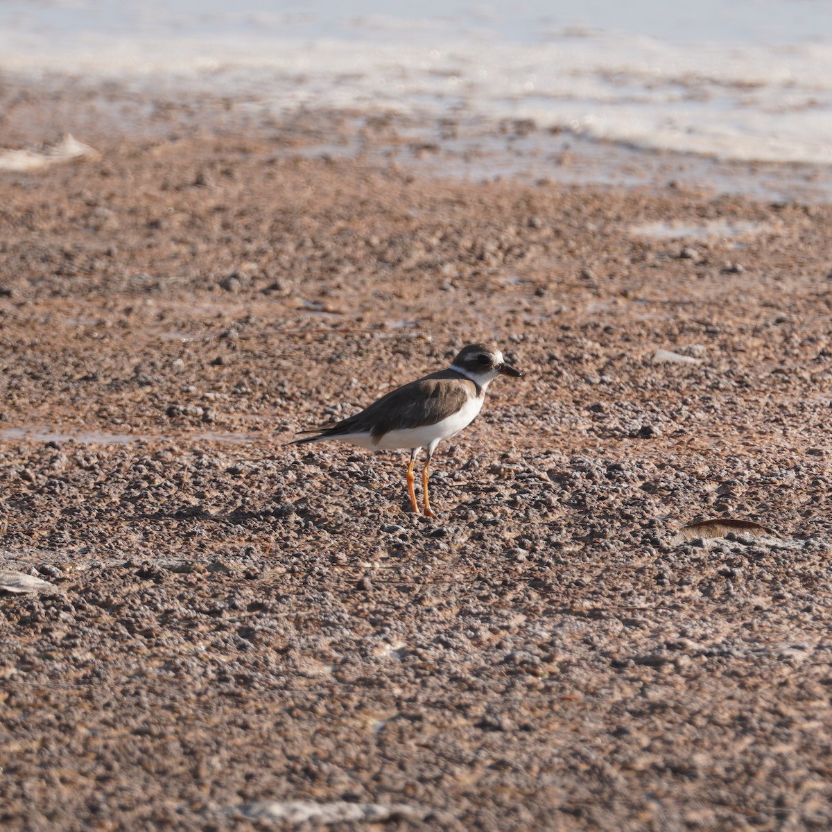 Semipalmated Plover - ML646149231