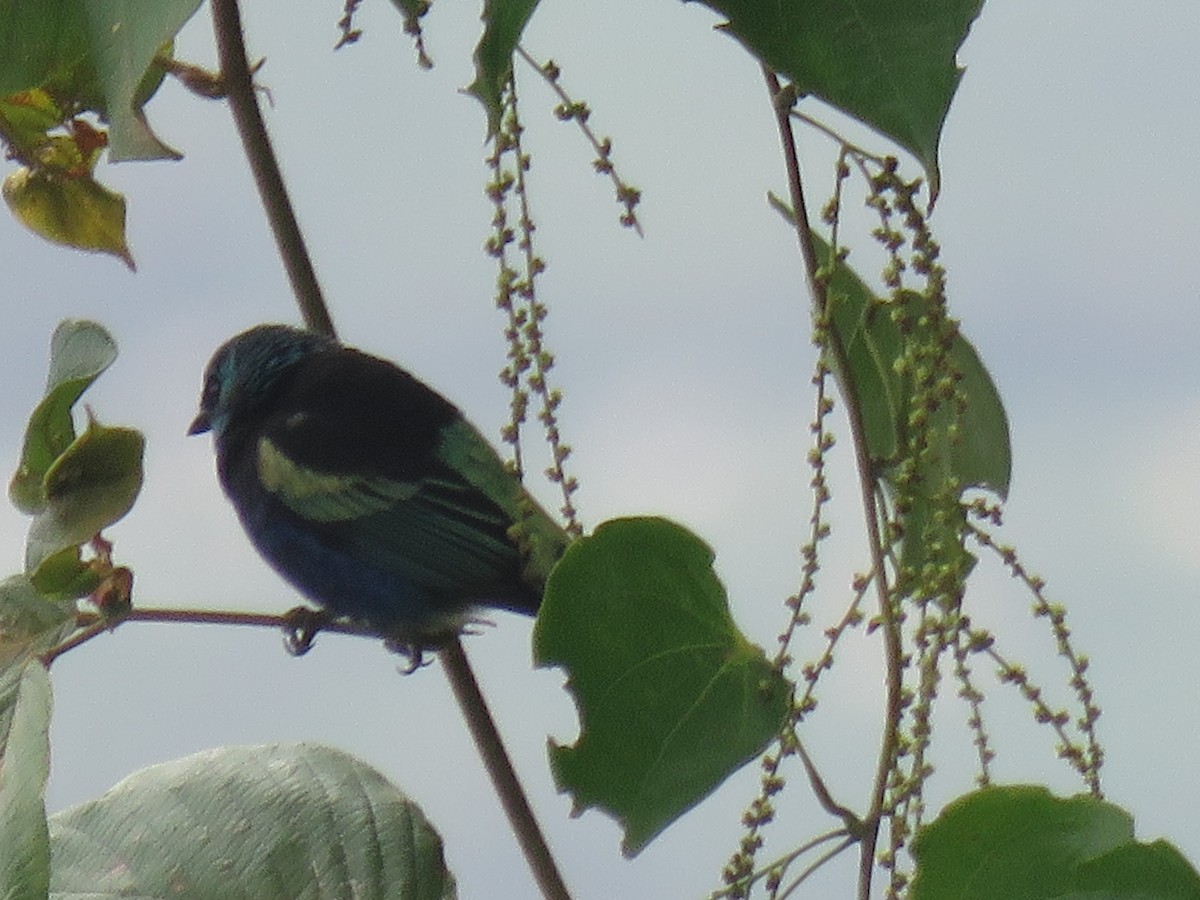 Calliste à cou bleu - ML646149233