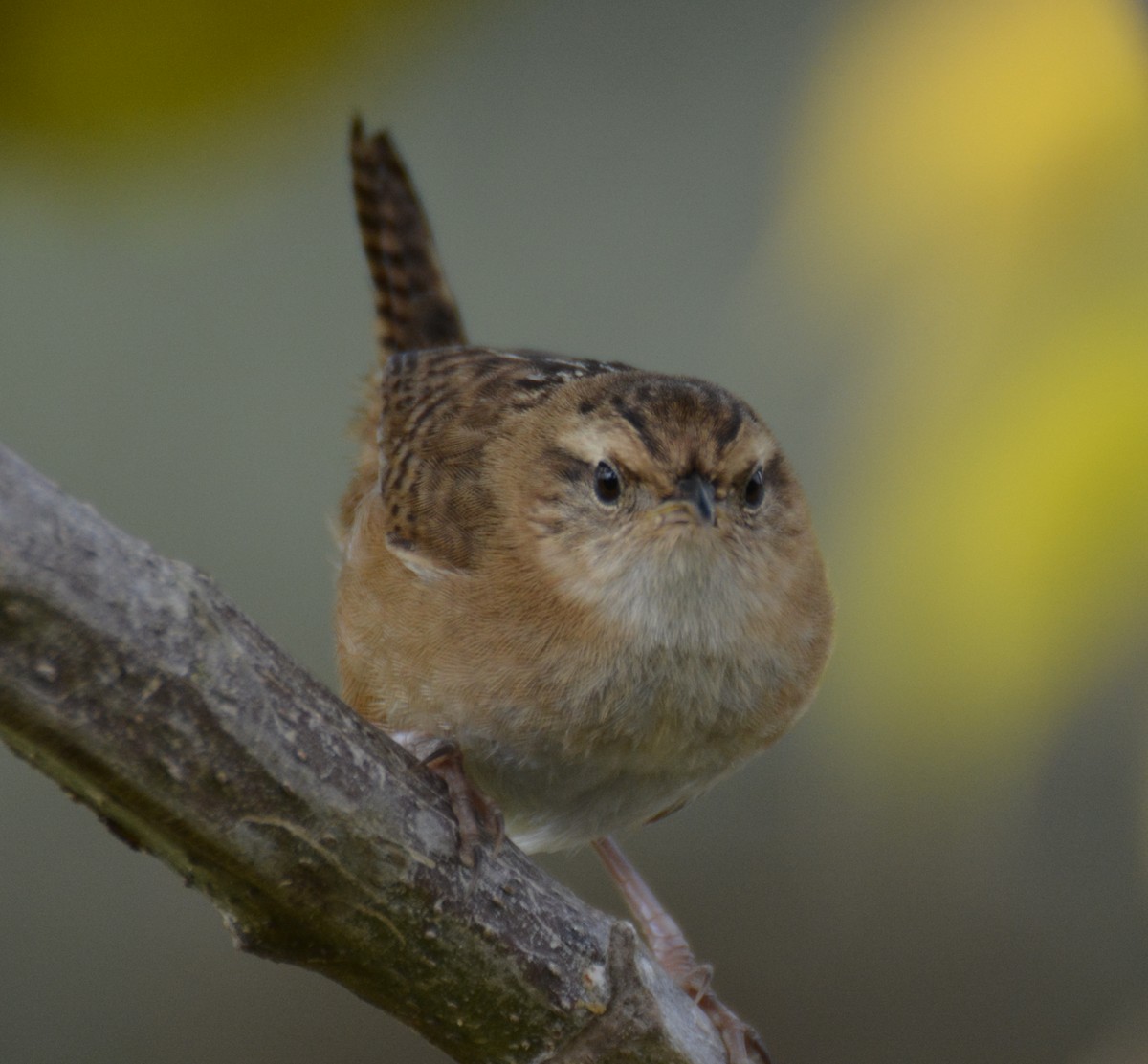 Grass Wren - ML646149235