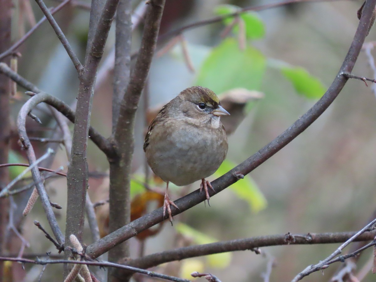 Golden-crowned Sparrow - ML646149239