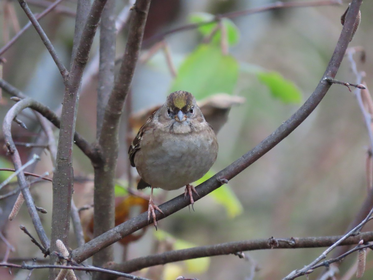 Golden-crowned Sparrow - ML646149240