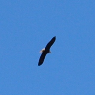 Bald Eagle - ML646149241