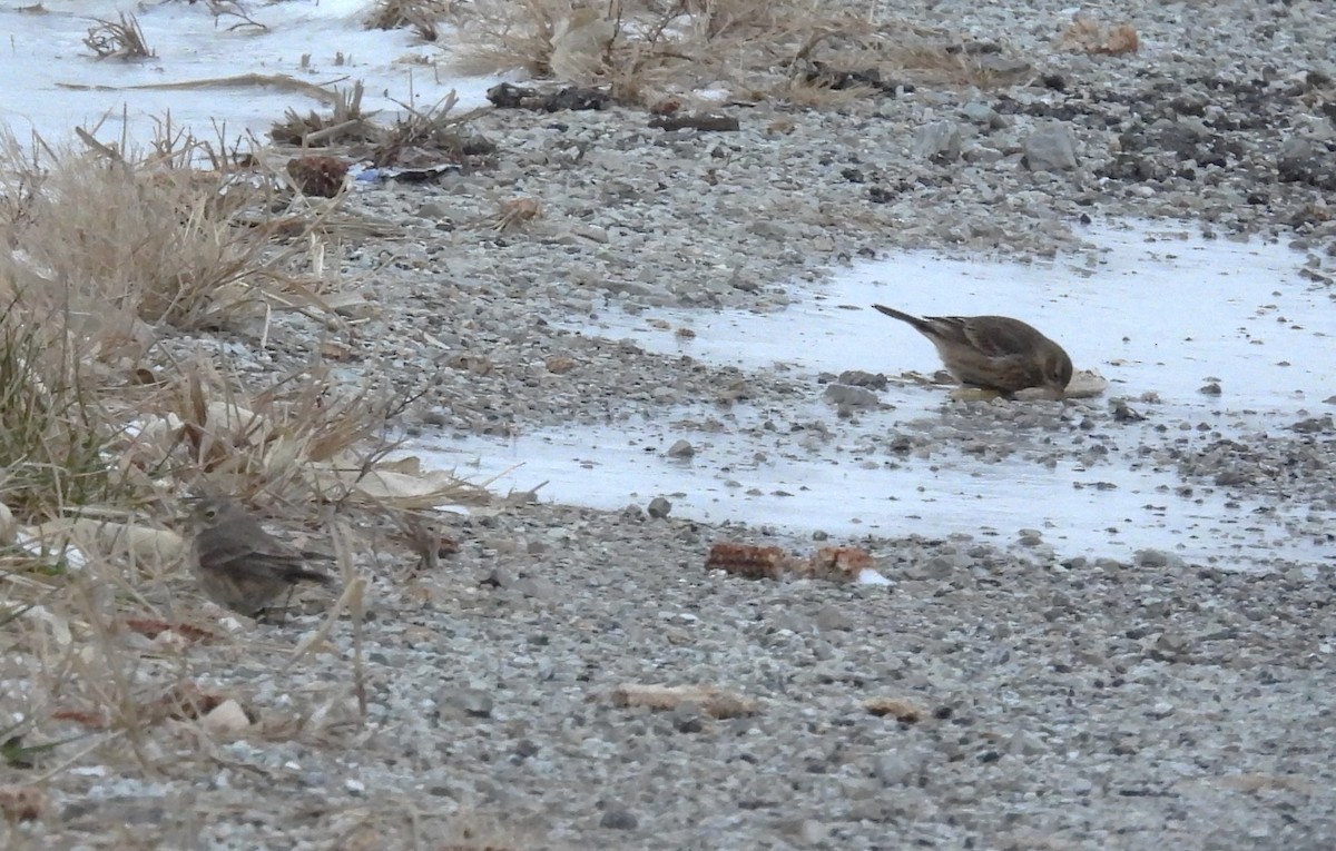 Щеврик американський - ML646149247