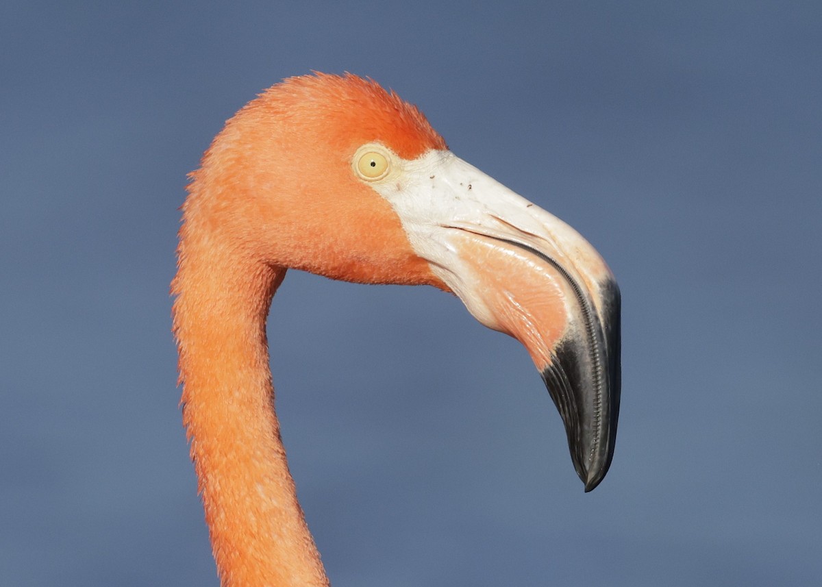 American Flamingo - ML646149250