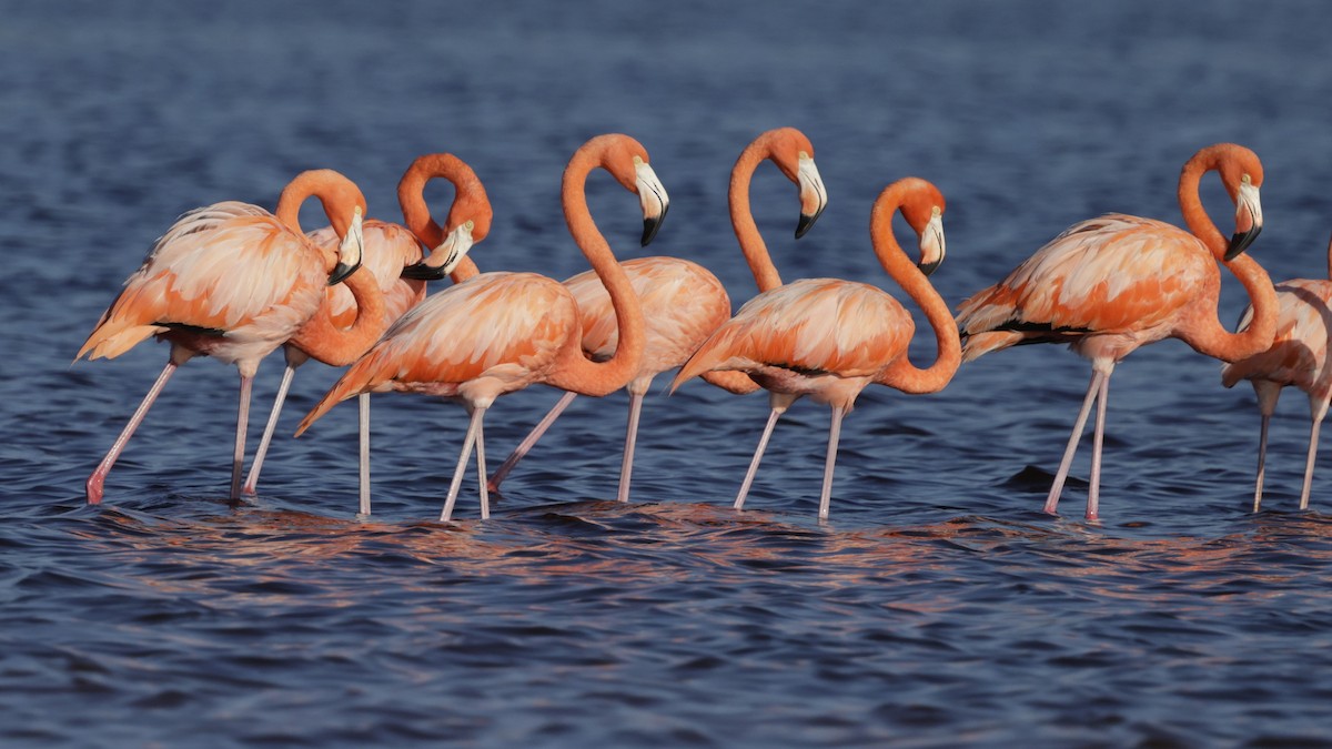 American Flamingo - ML646149253